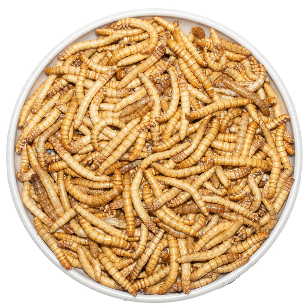 JADINGSFARM mealworms storage tub keeps freshness ready to feed.