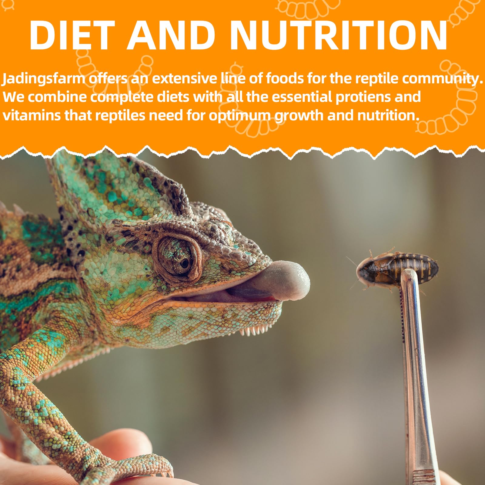 JADINGSFARM nutritious roaches for varied pets: easy feeding solution