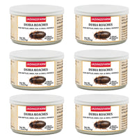 JADINGSFARM six-pack can of dubia roaches for convenient pet feeding
