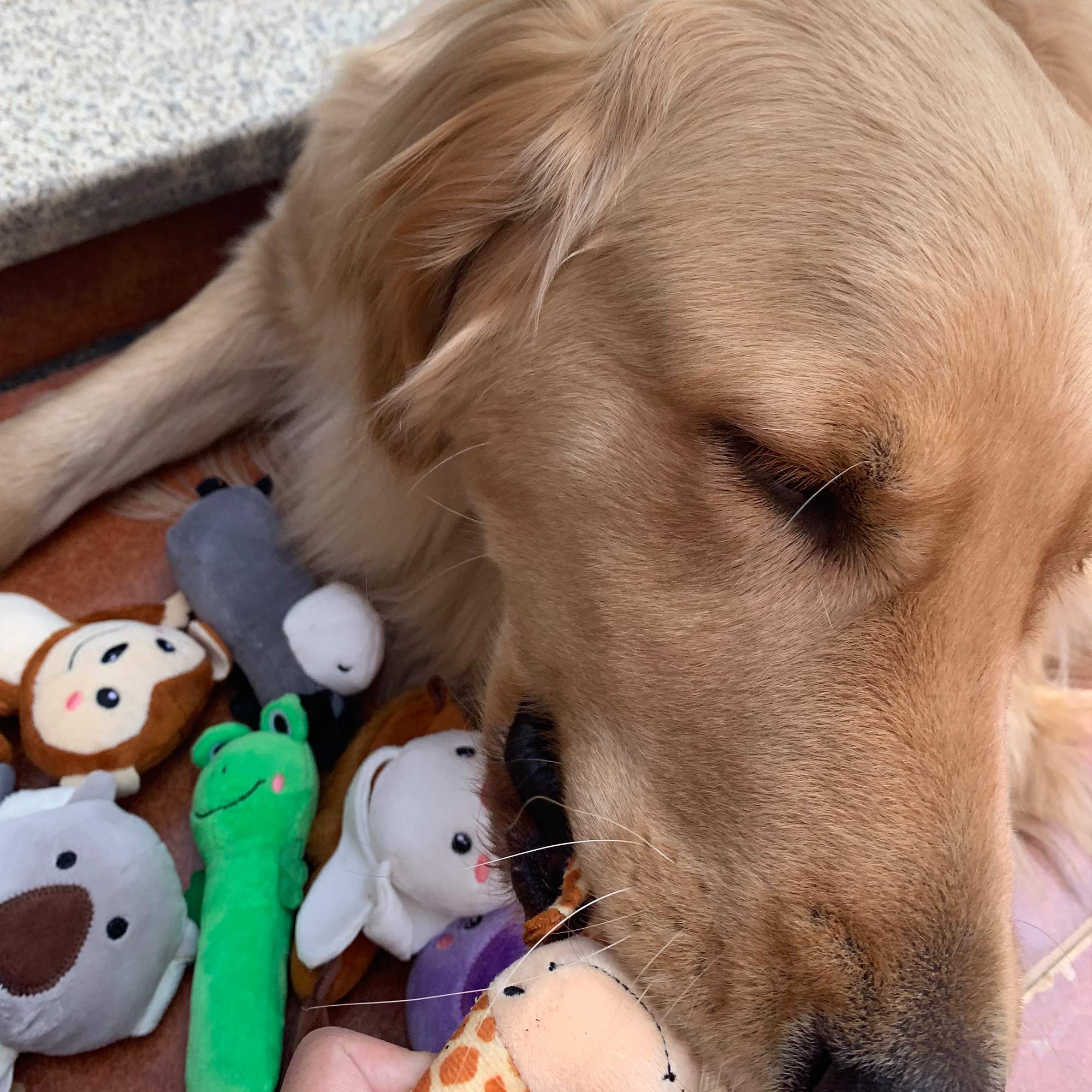 Jalousie dog toy demonstrating potential dental cleaning and gum massage