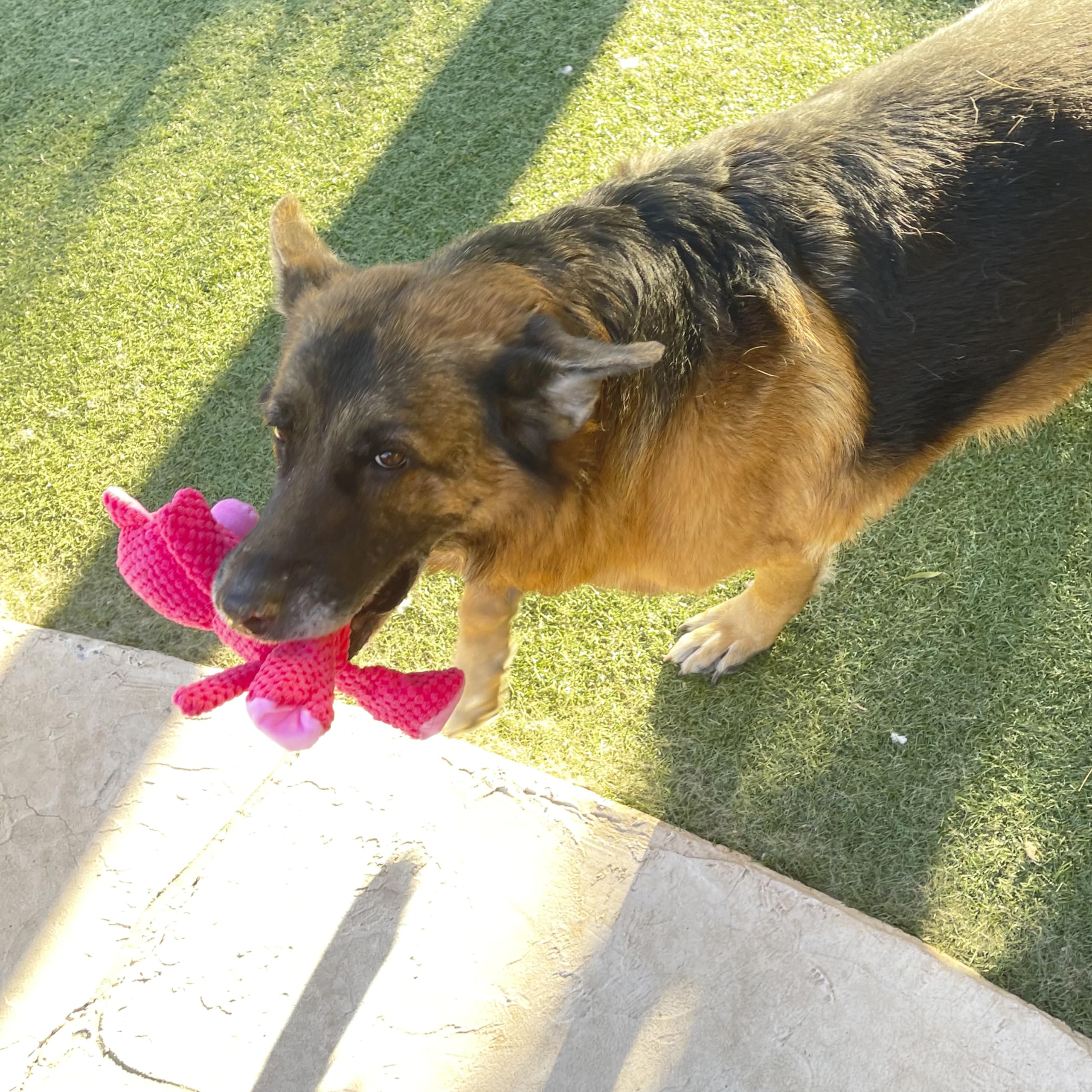 Jalousie dental-cleaning inspired chew toy for gum massage during chewing