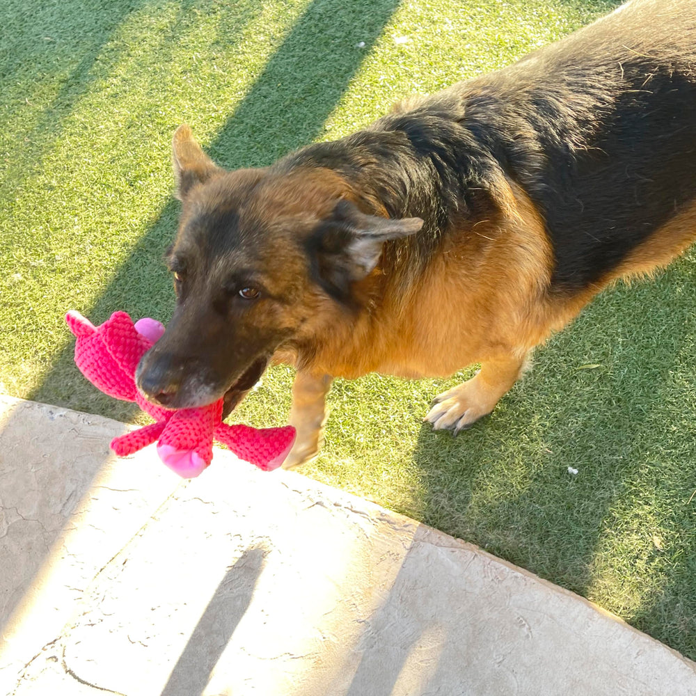 Jalousie dental-cleaning inspired chew toy for gum massage during chewing