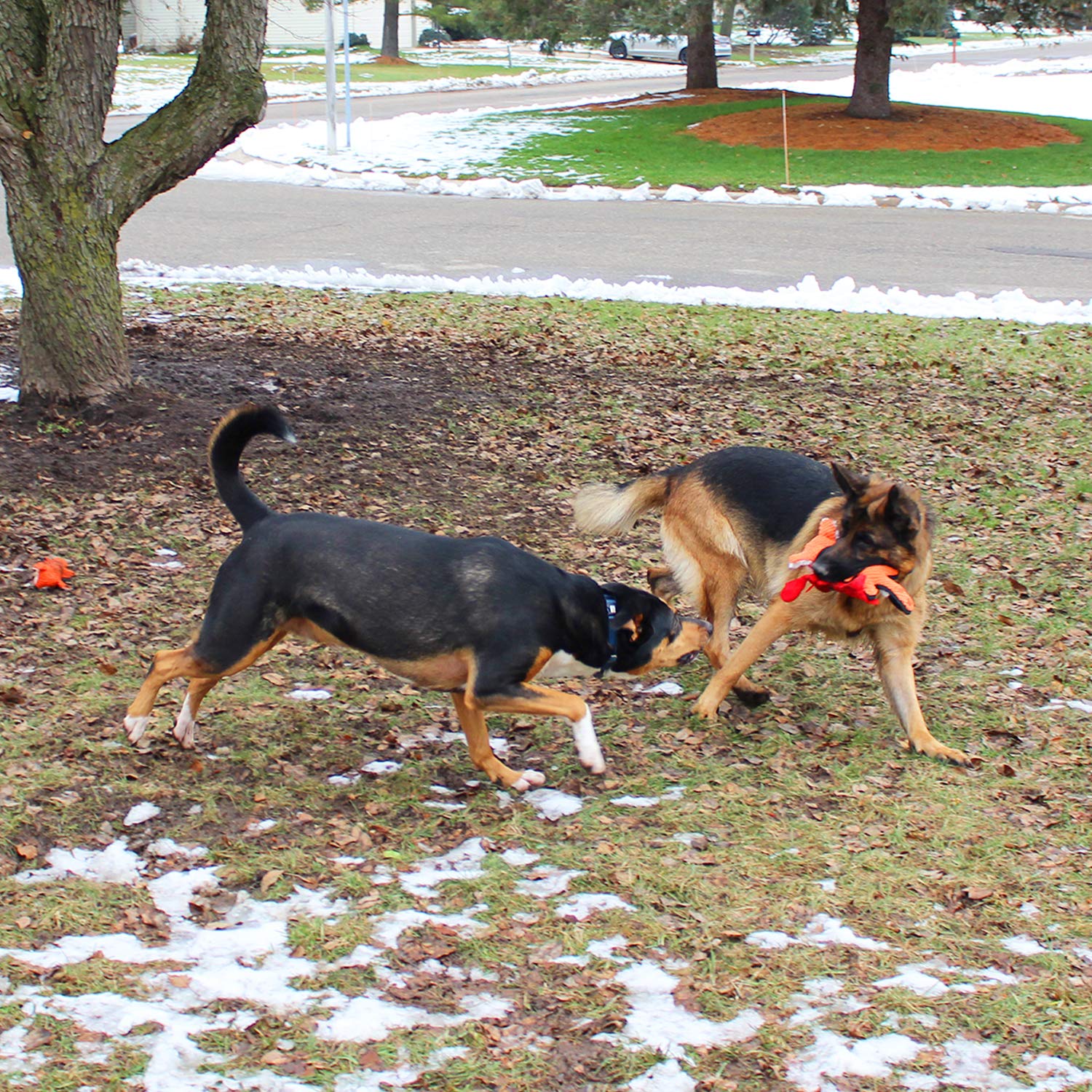 Jalousie bone squeaky toy combines sound and sturdy material for longer play.