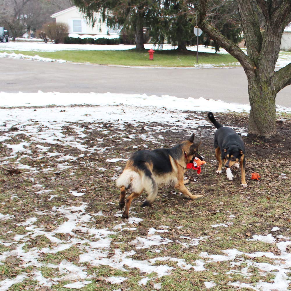 Jalousie dog squeaky toy pack demonstrates five shapes for shared fun.