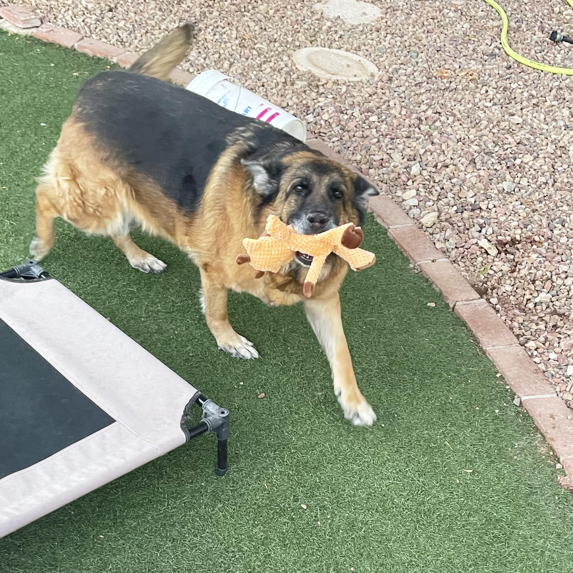 Jalousie durable pack designed for medium to large breed dogs