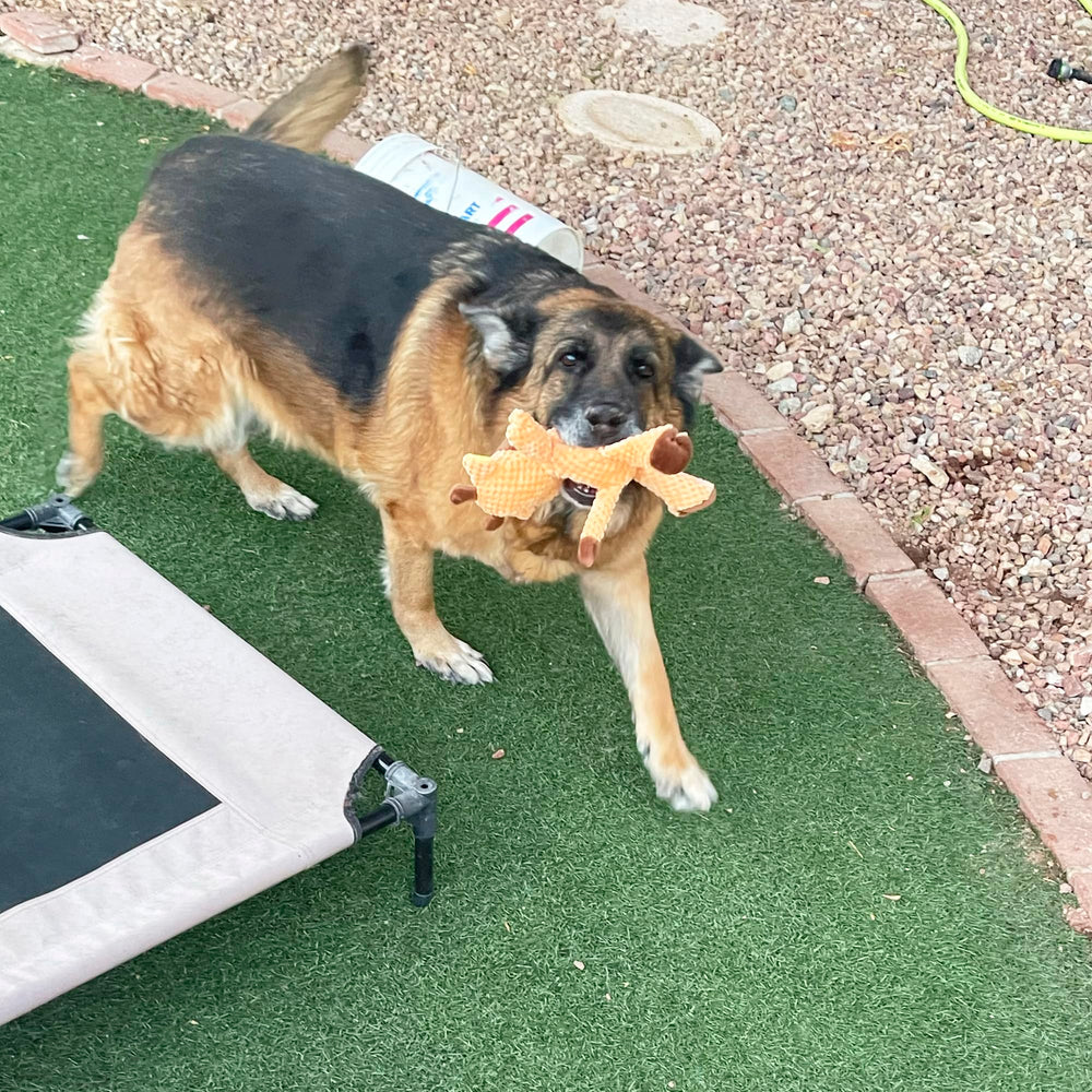 Jalousie durable pack designed for medium to large breed dogs