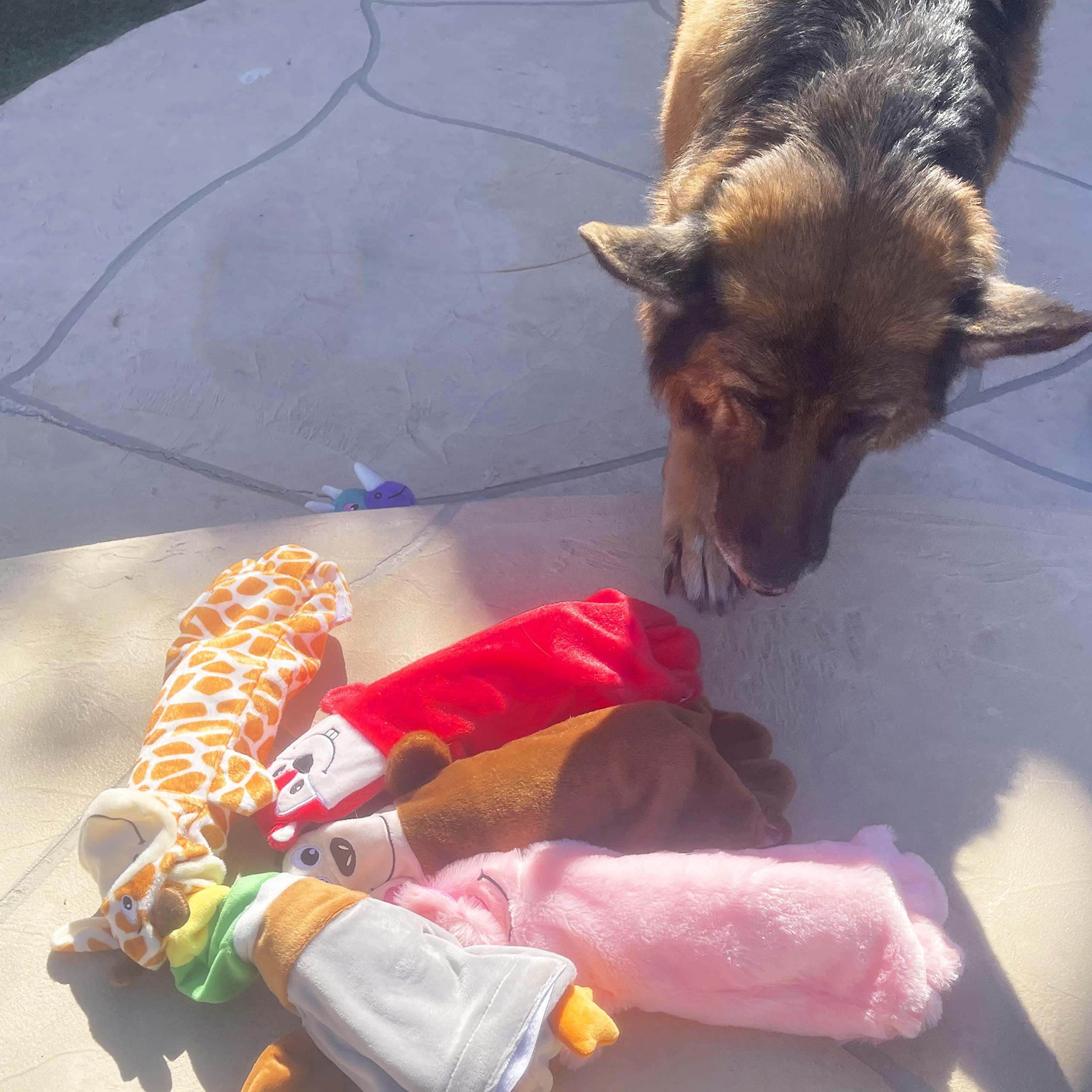 Jalousie five-pack dog toys for varied play sessions