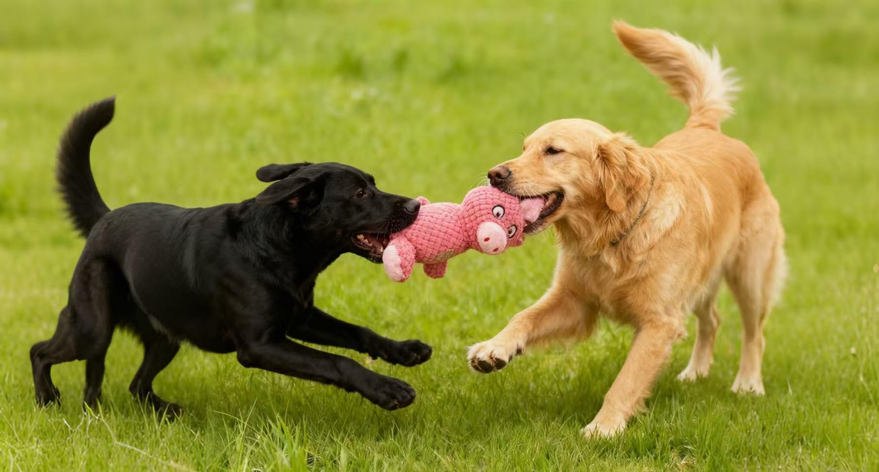 Jalousie indestructible dog toy for strong chewers and rough play
