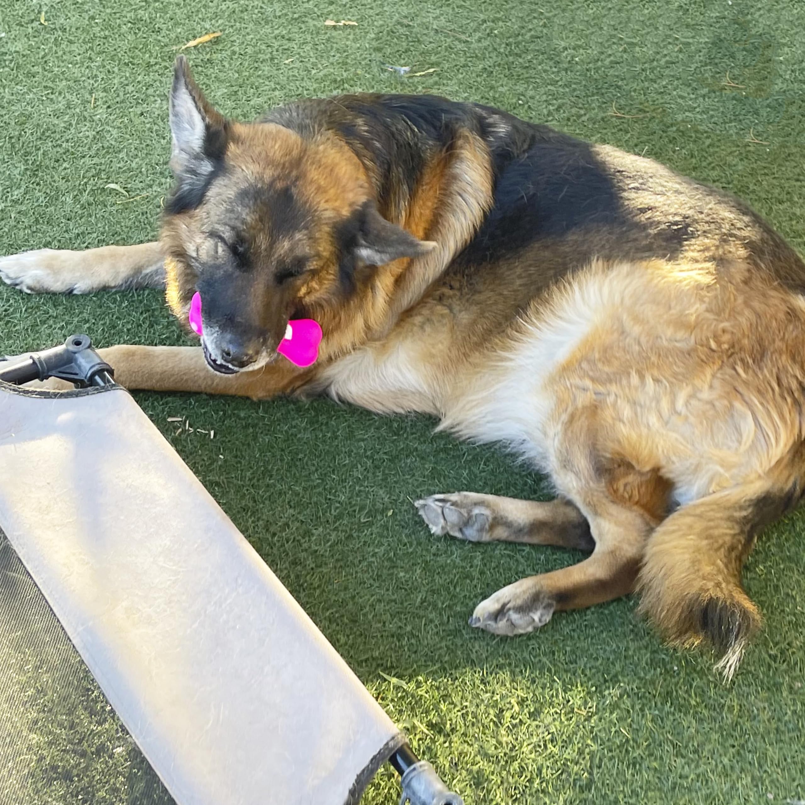 Jalousie small dog entertainment set designed for compact play
