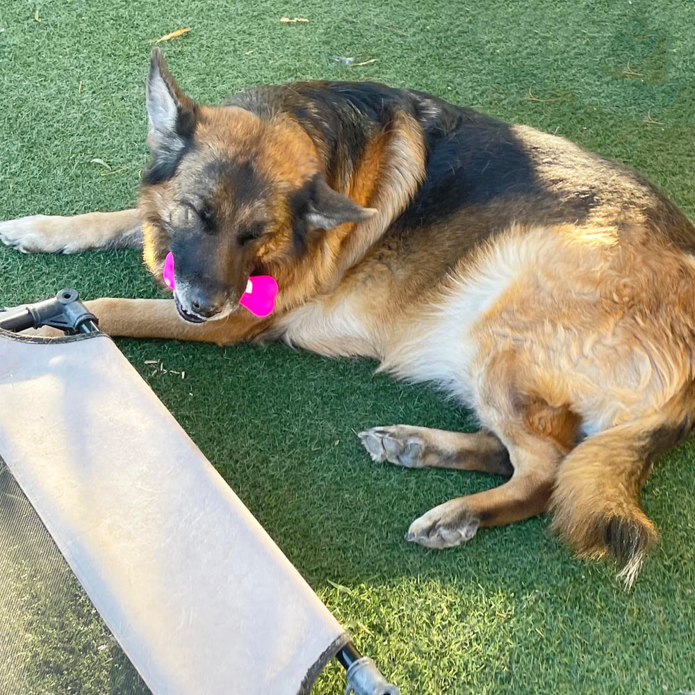 Jalousie small dog entertainment set designed for compact play