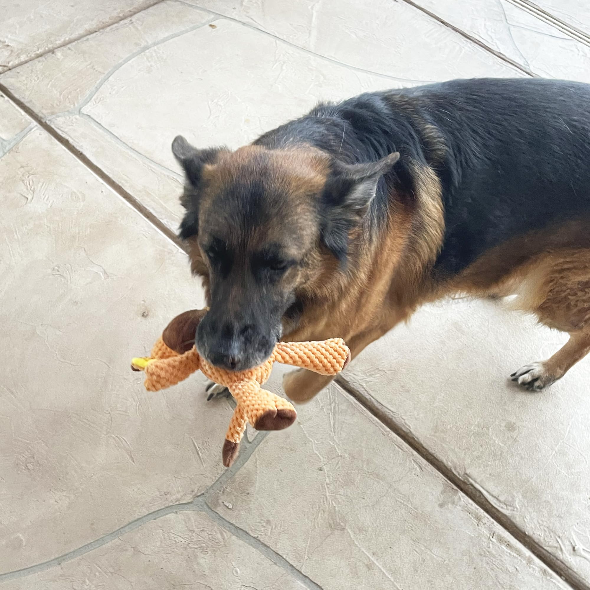 Jalousie squeaker filled dog toys spark alertness and playful interaction