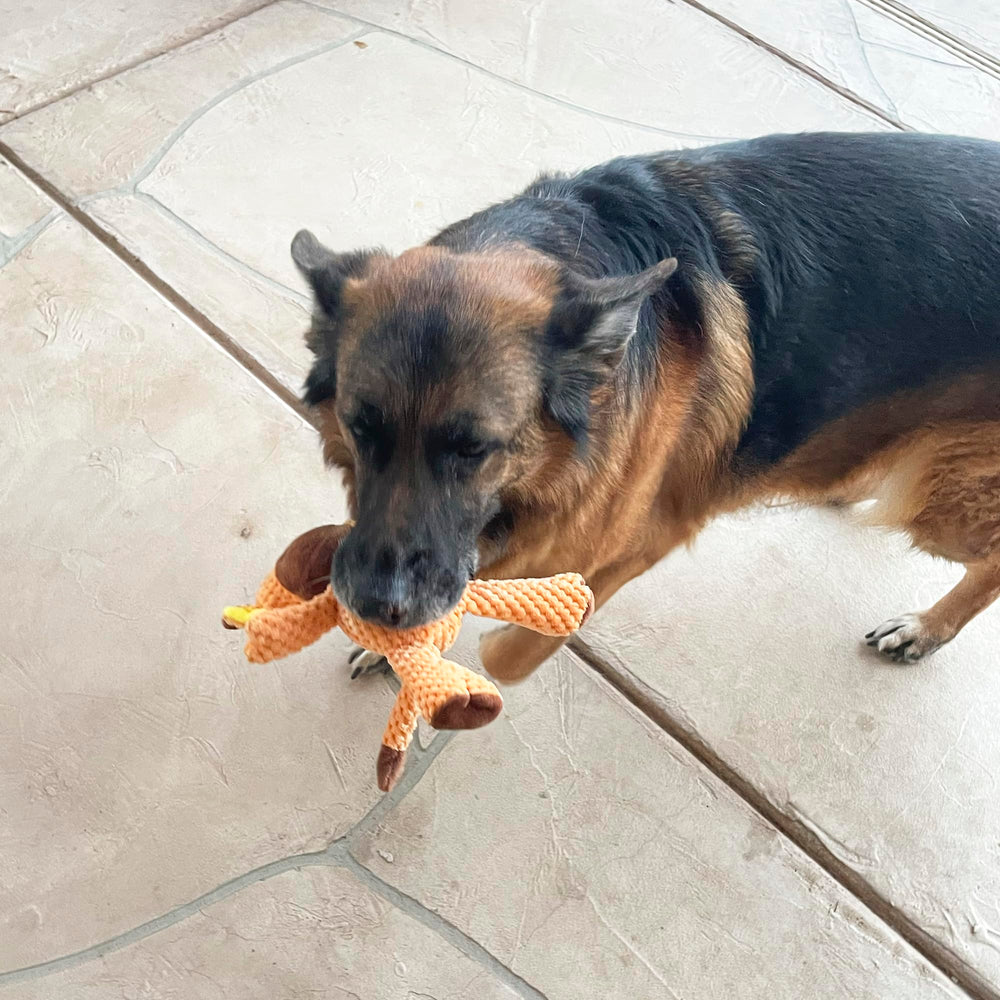 Jalousie squeaker filled dog toys spark alertness and playful interaction