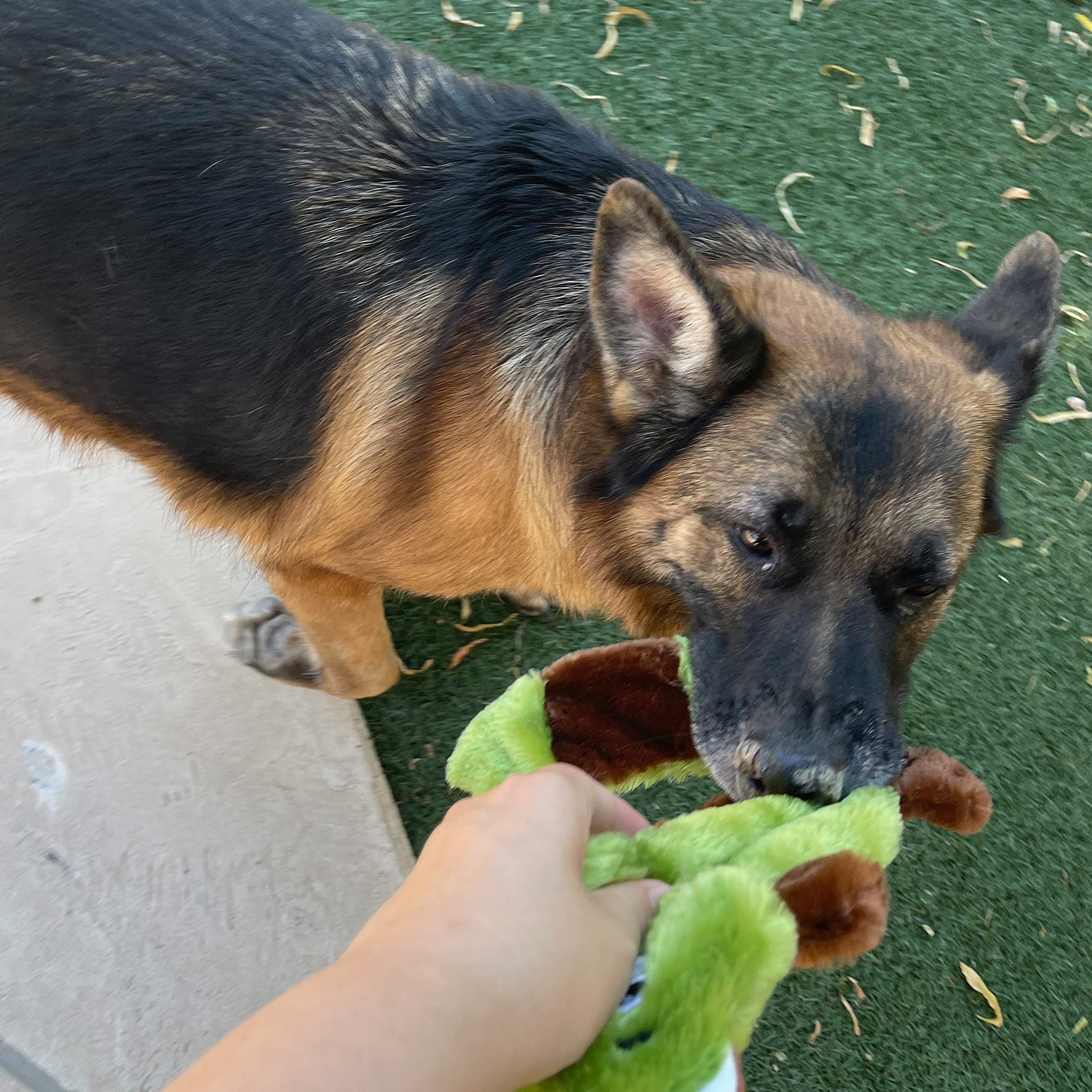 Jalousie squirrel dog toy with crinkle inside for sensory stimulation.