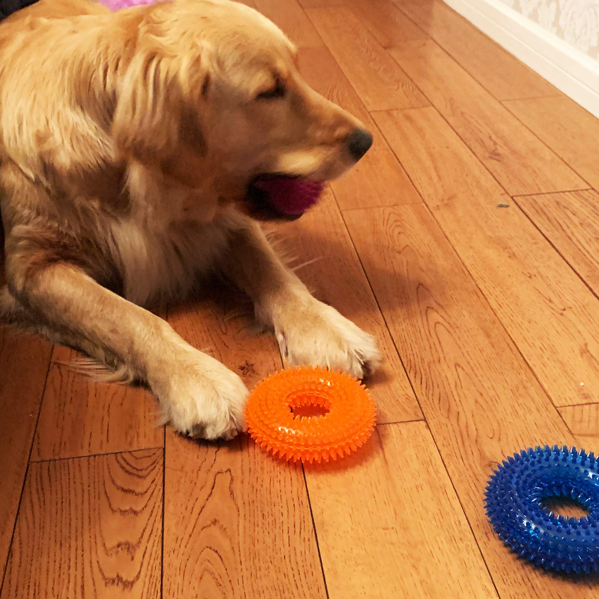 Jalousie waterproof fetch toy ideal for water games and outdoor use