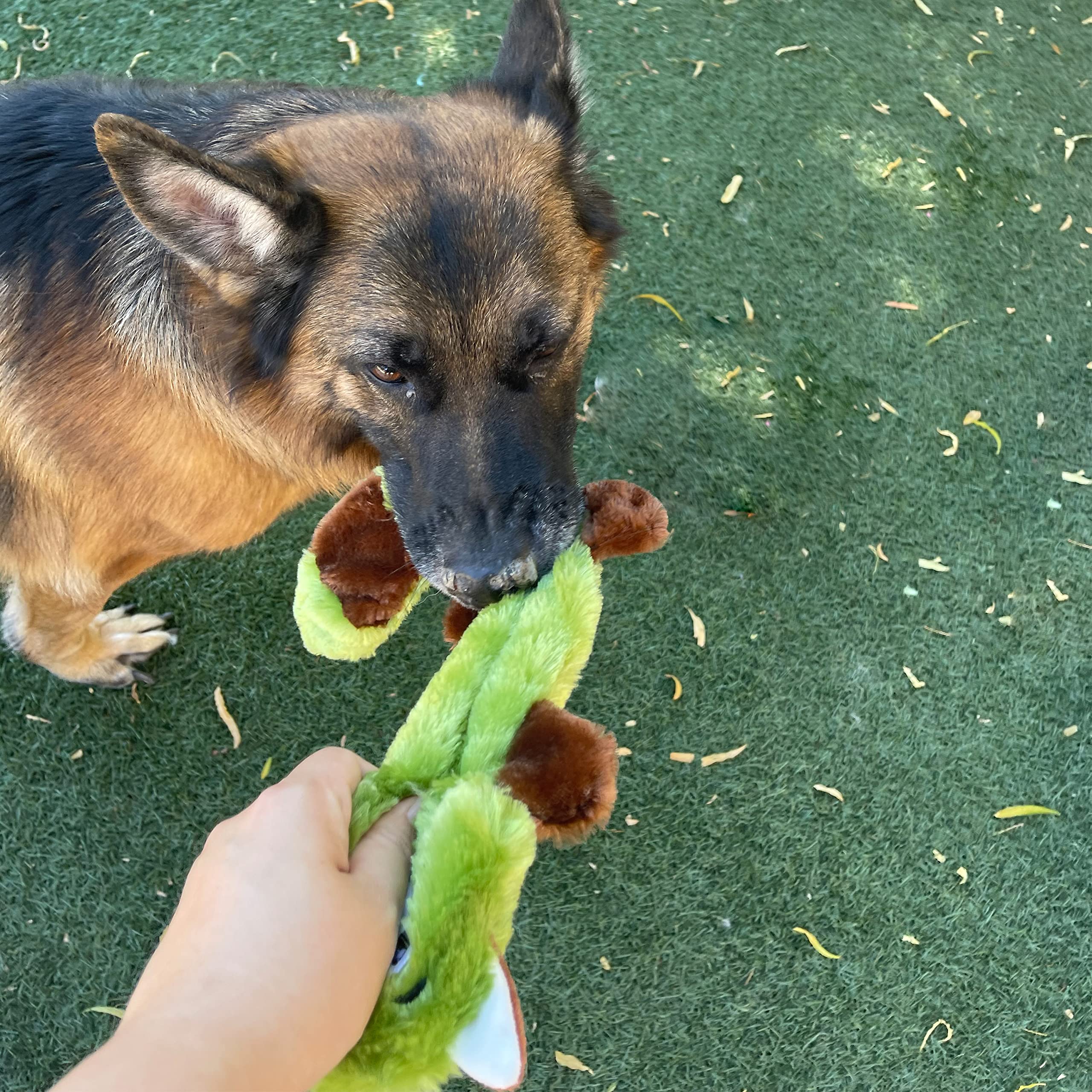 Jalousie wolf dog toy with no stuffing and squeaks for active dogs.