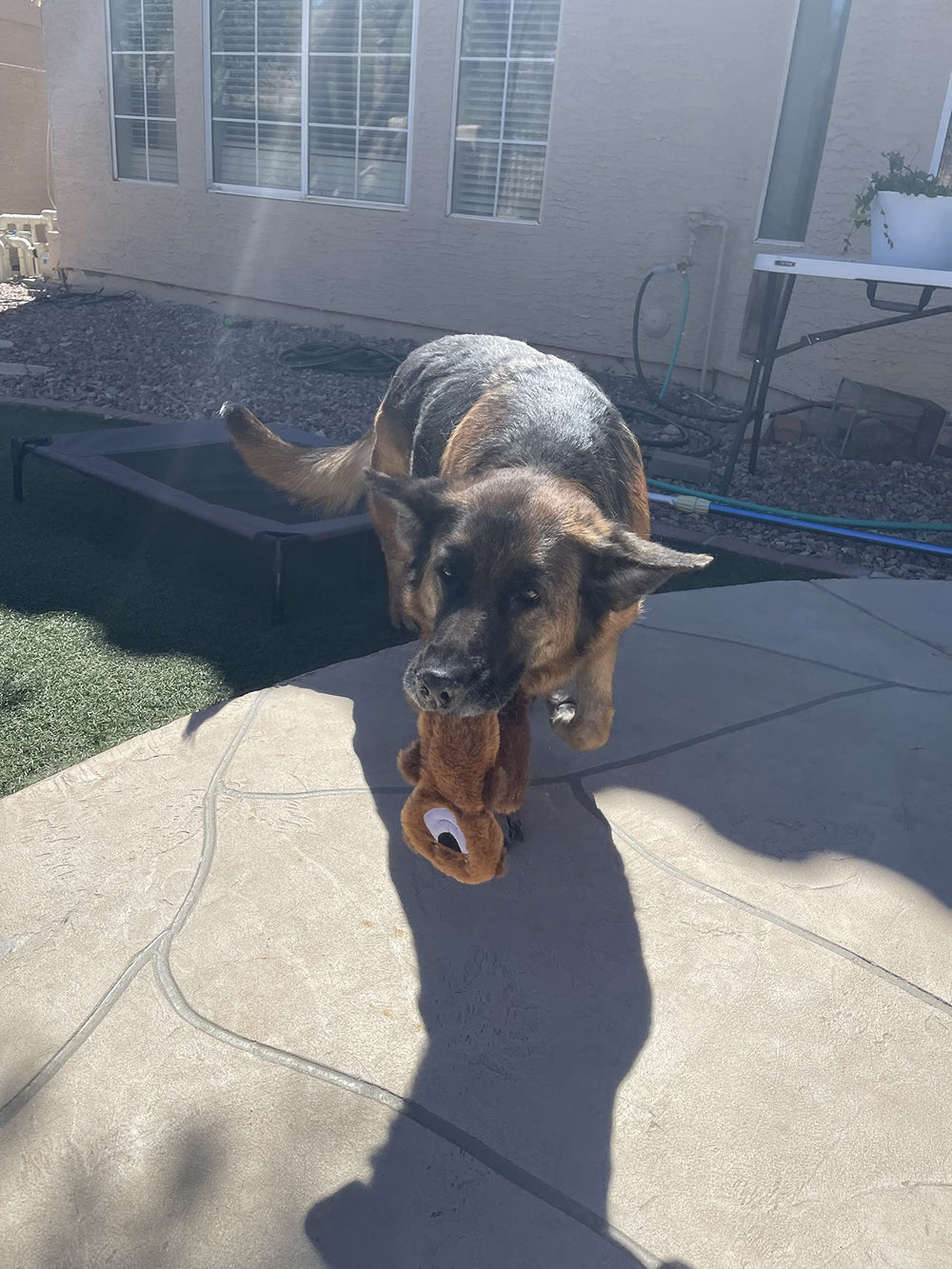 Jalousie Wolf squeaker toy for durable fetch and tug sessions.