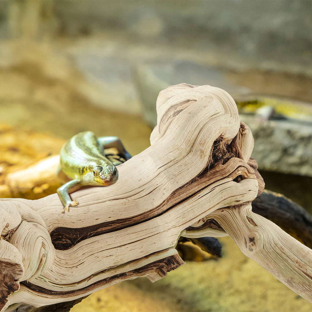 Janinka natural wood branch providing enrichment and exercise.