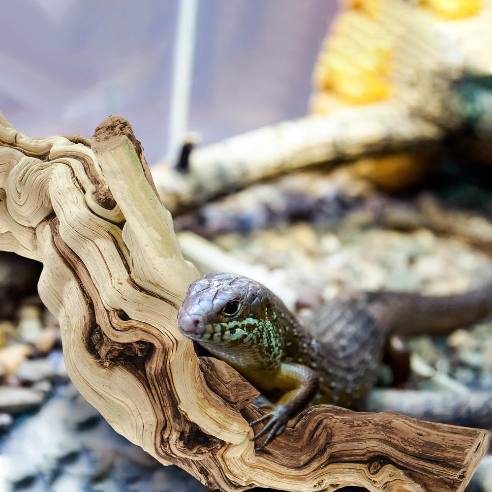 Janinka branch with plants enhances a realistic, multi-species reptile setup.