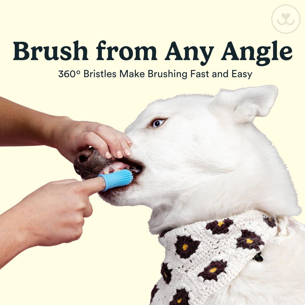 Jasper toothbrush reaches back molars with 360-degree control for hard-to-reach areas