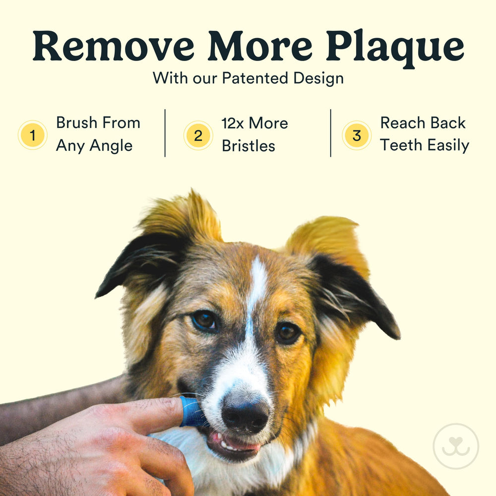 Jasper ultra-soft silicone dog toothbrush cleans gently on sensitive gums.