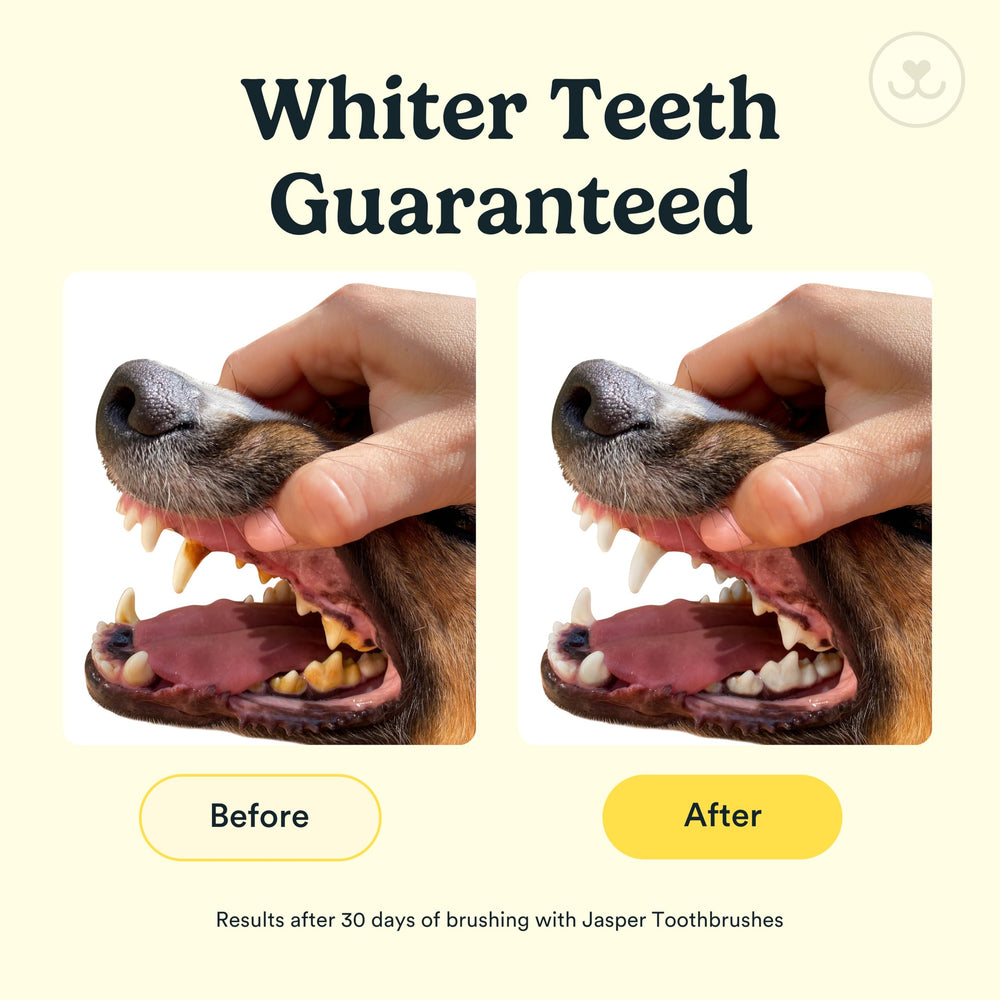 Jasper finger-fit dog toothbrush offers precise control during brushing