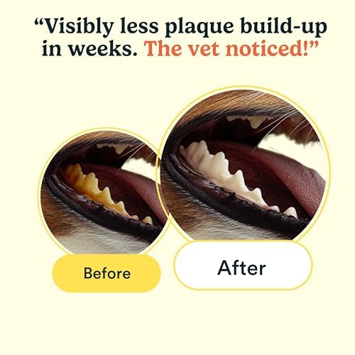 Jasper no-toothpaste-needed wipes simplify dental routines.