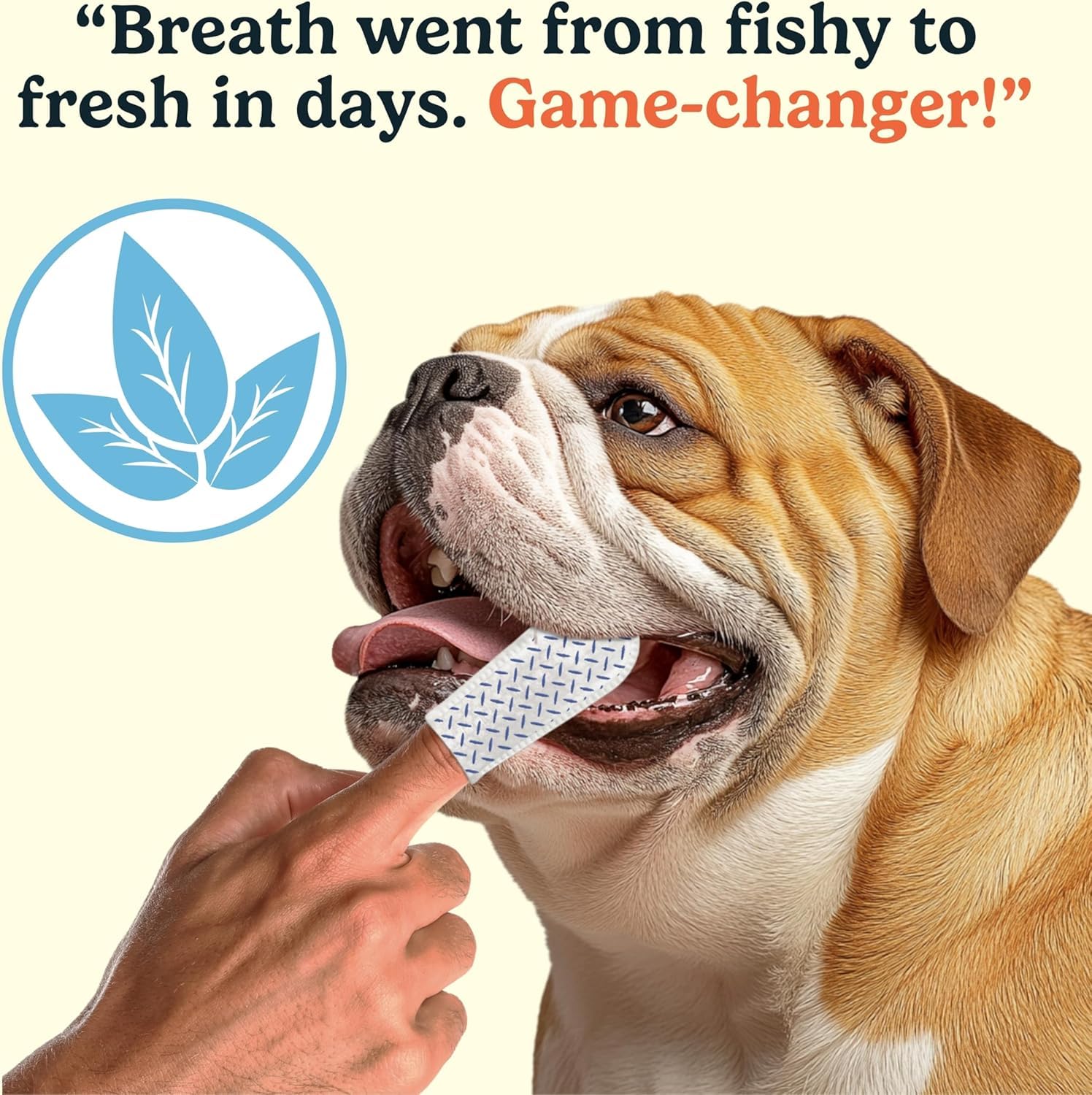 Jasper vet-formulated wipes are safe and gentle for dogs.