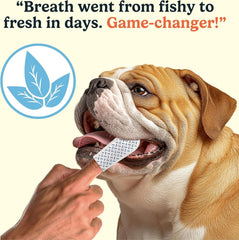 Jasper vet-formulated wipes are safe and gentle for dogs.