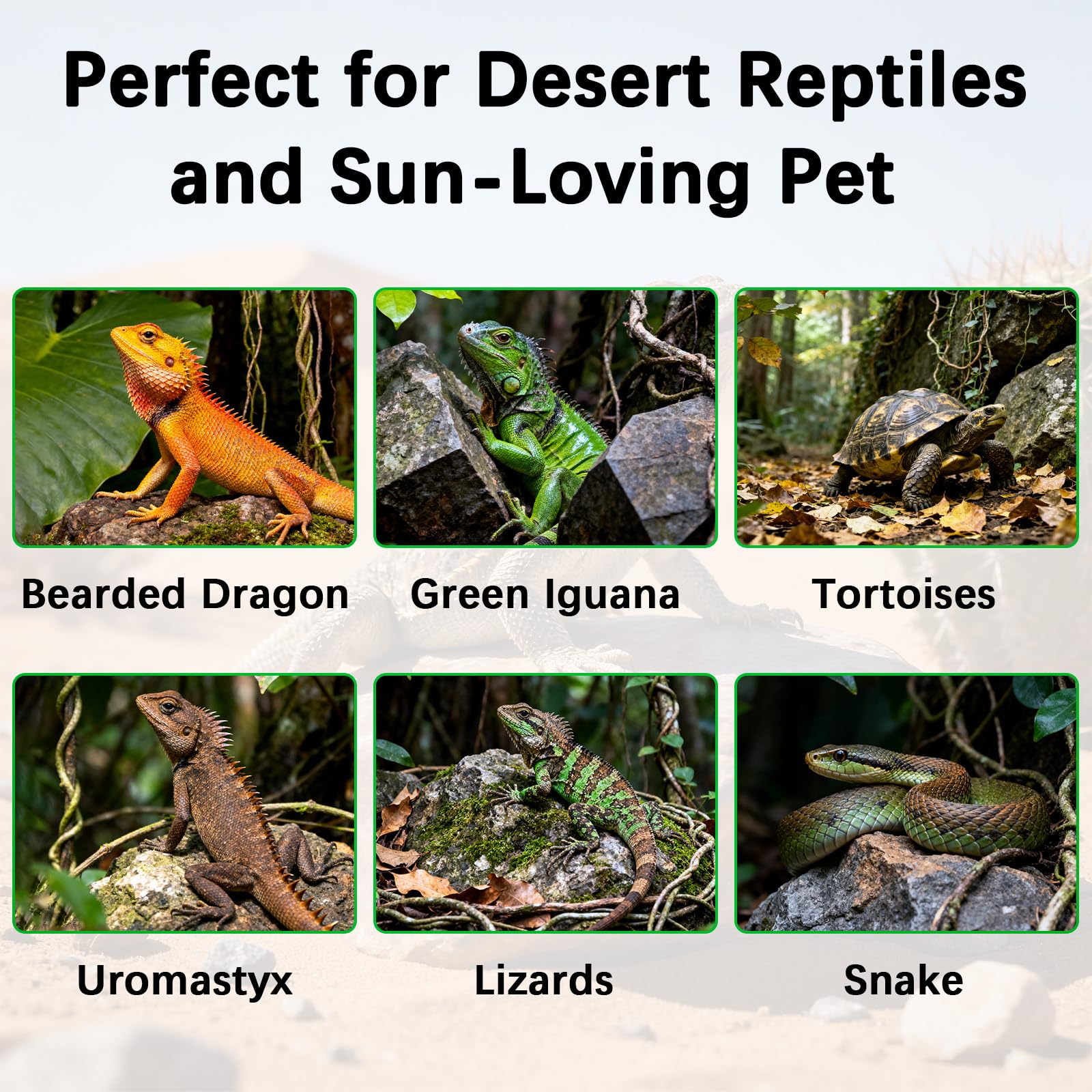 JHGKEGKE desert tropical reptile setup with balanced lighting exposure.