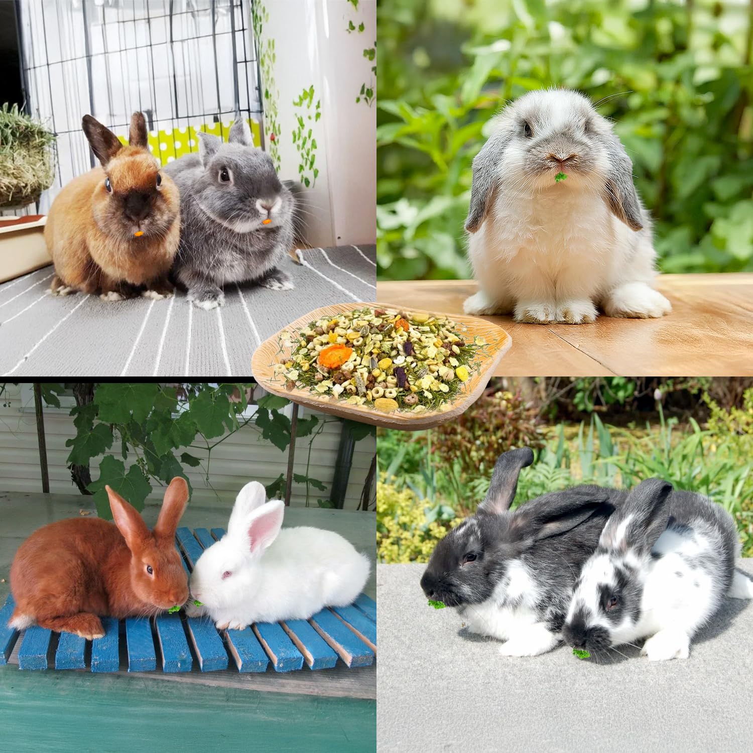 Jiaxix small-animal bowls ideal for rabbits, hamsters, parrots.