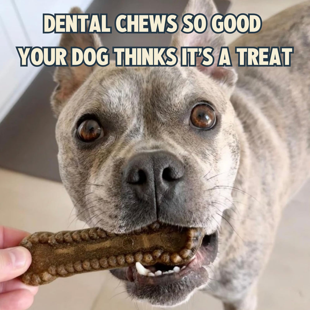 Jiminy's Cinnamon 12ct Pack for ongoing oral care.