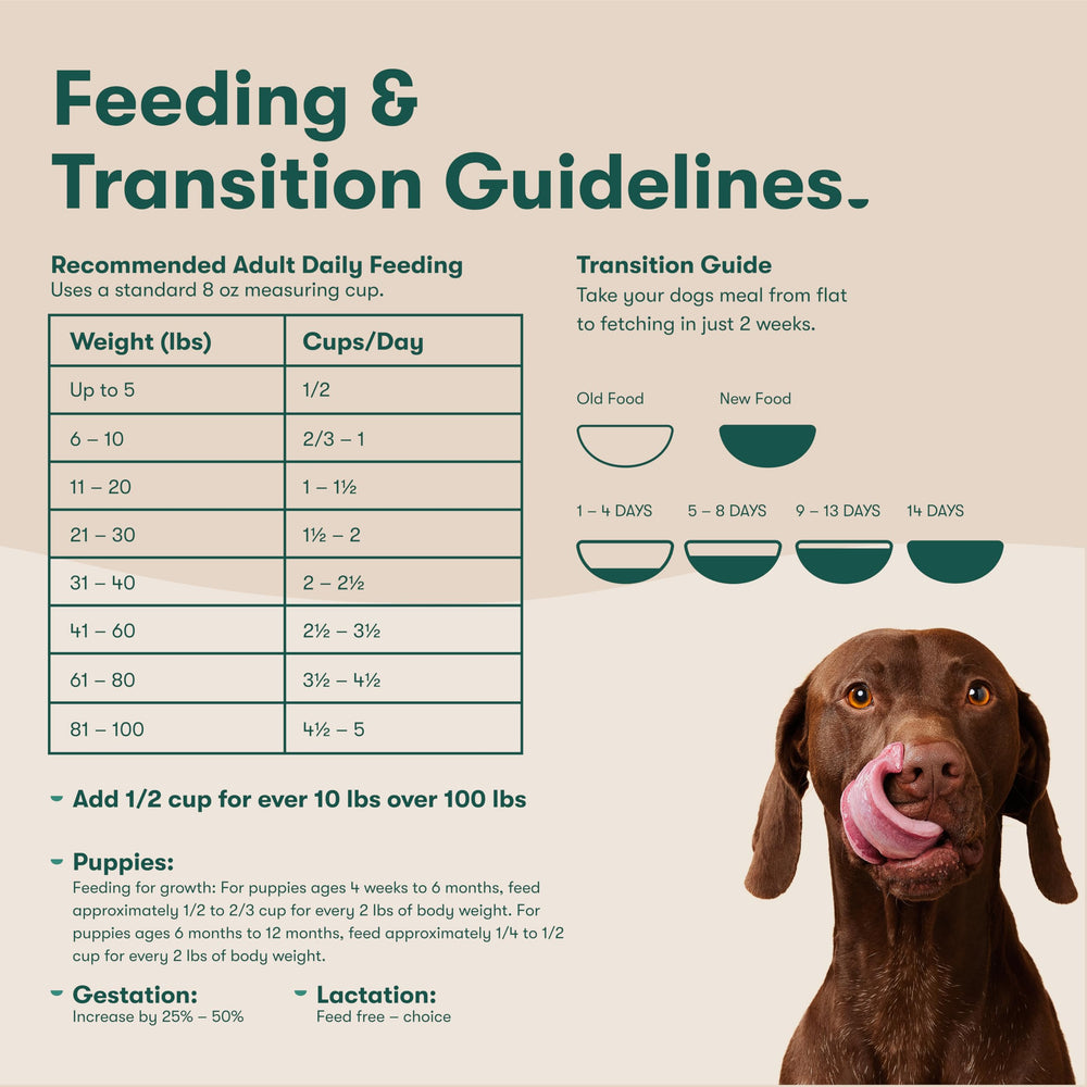 Jinx dog happily eating from bowl illustrating daily adventures fueled by nutrition.