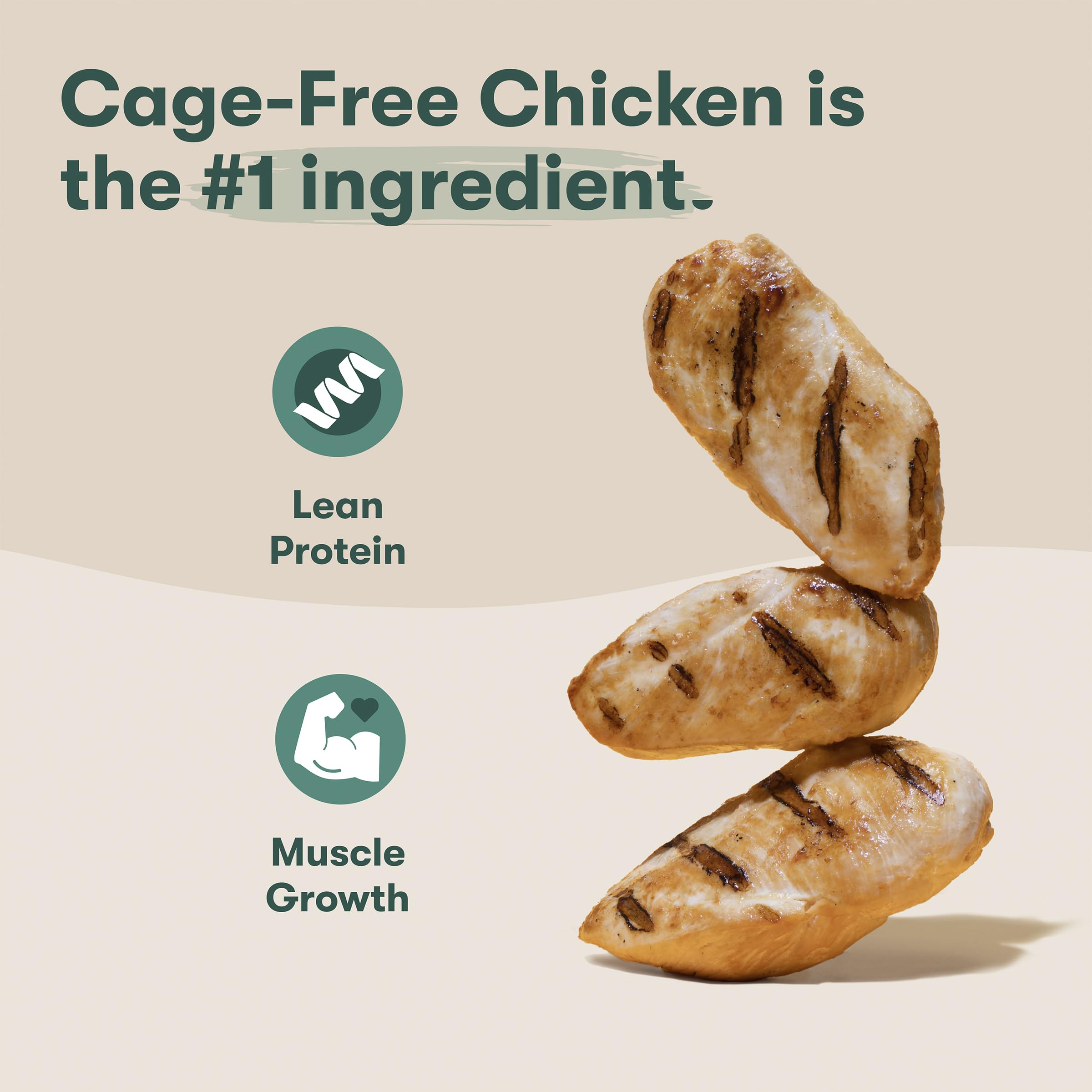 Jinx Premium Senior Chicken Kibble served in a bowl highlighting balanced senior nutrition.