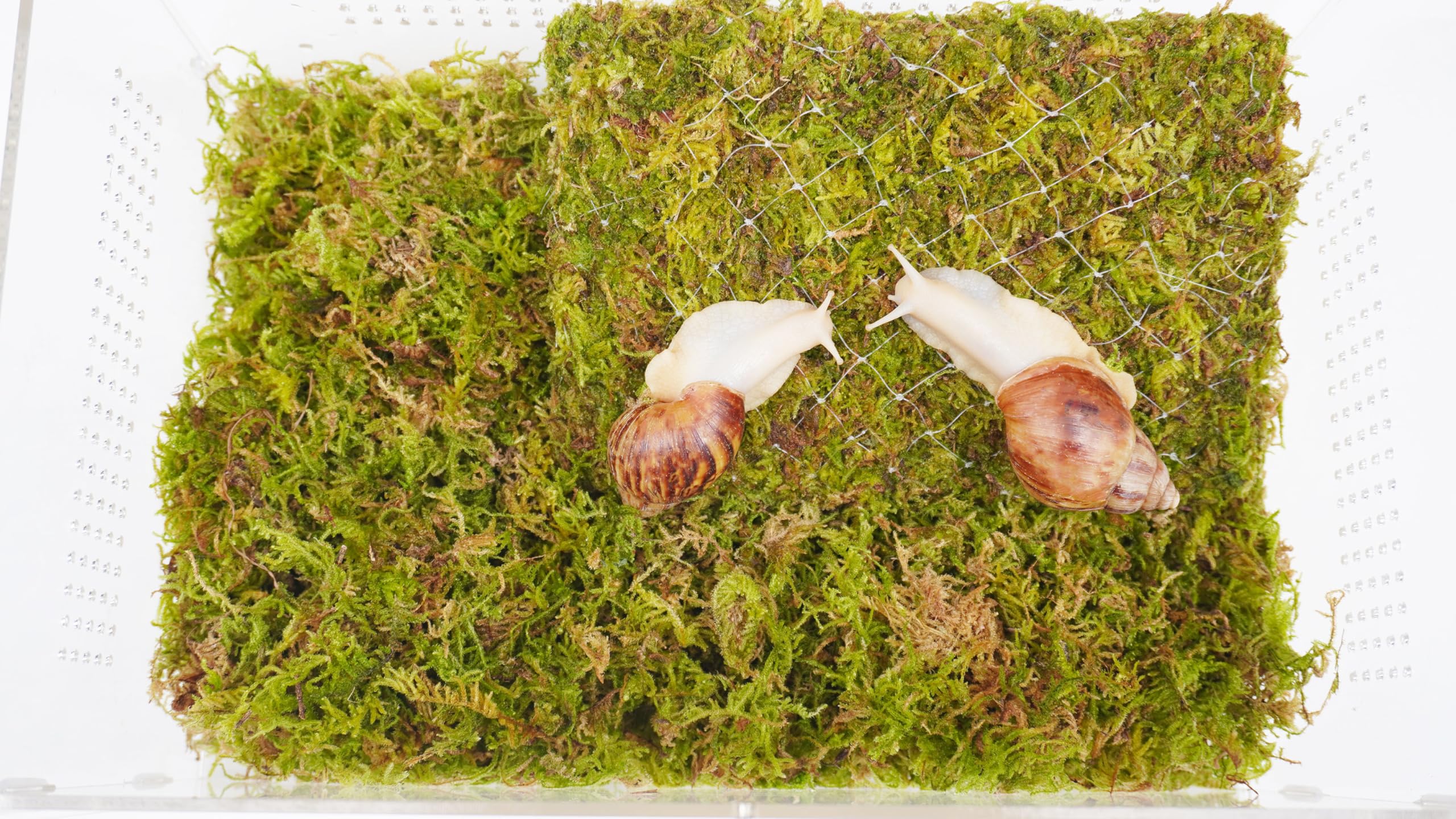 Jinymral Snail Terrarium crystal-clear acrylic enhances STEM learning and viewing.