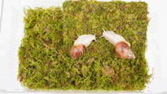 Jinymral Snail Terrarium crystal-clear acrylic enhances STEM learning and viewing.