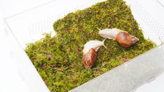 Jinymral Snail Terrarium climbing wall invites natural exploration and enrichment.