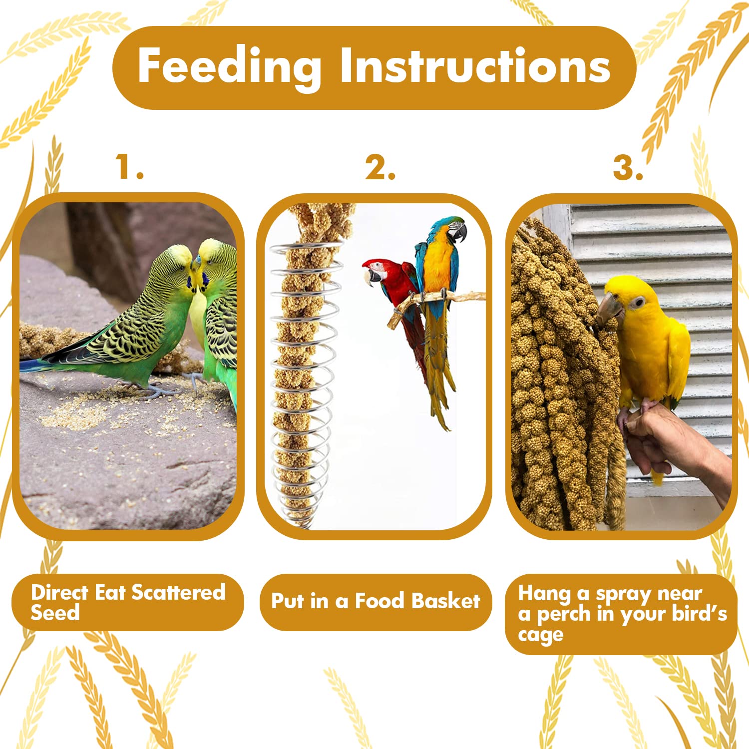 Jmxu's training rewards millet encourages interaction during cage-free play.