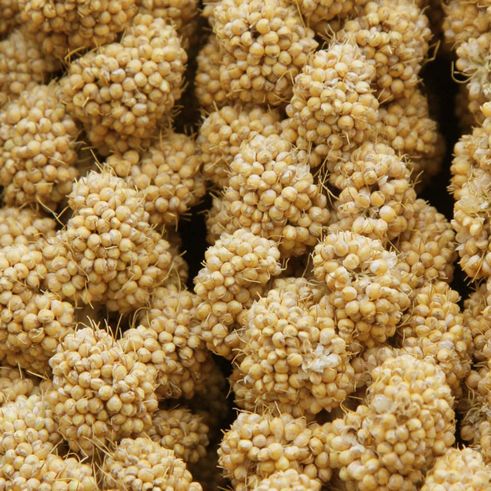 Jmxu's training reward millet supports productive sessions with parakeets and finches.