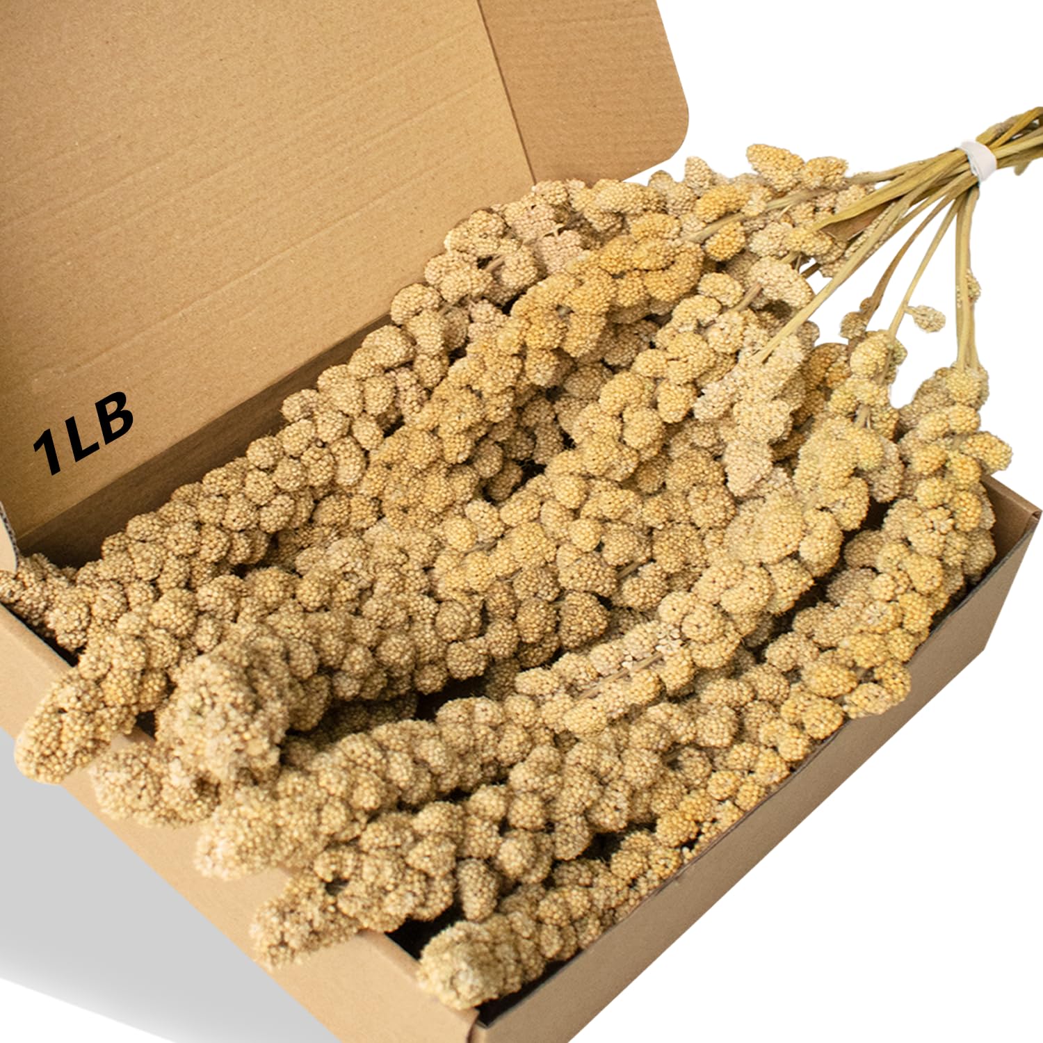 Jmxu's spray millet full-length 12.6 inch for cage enrichment.