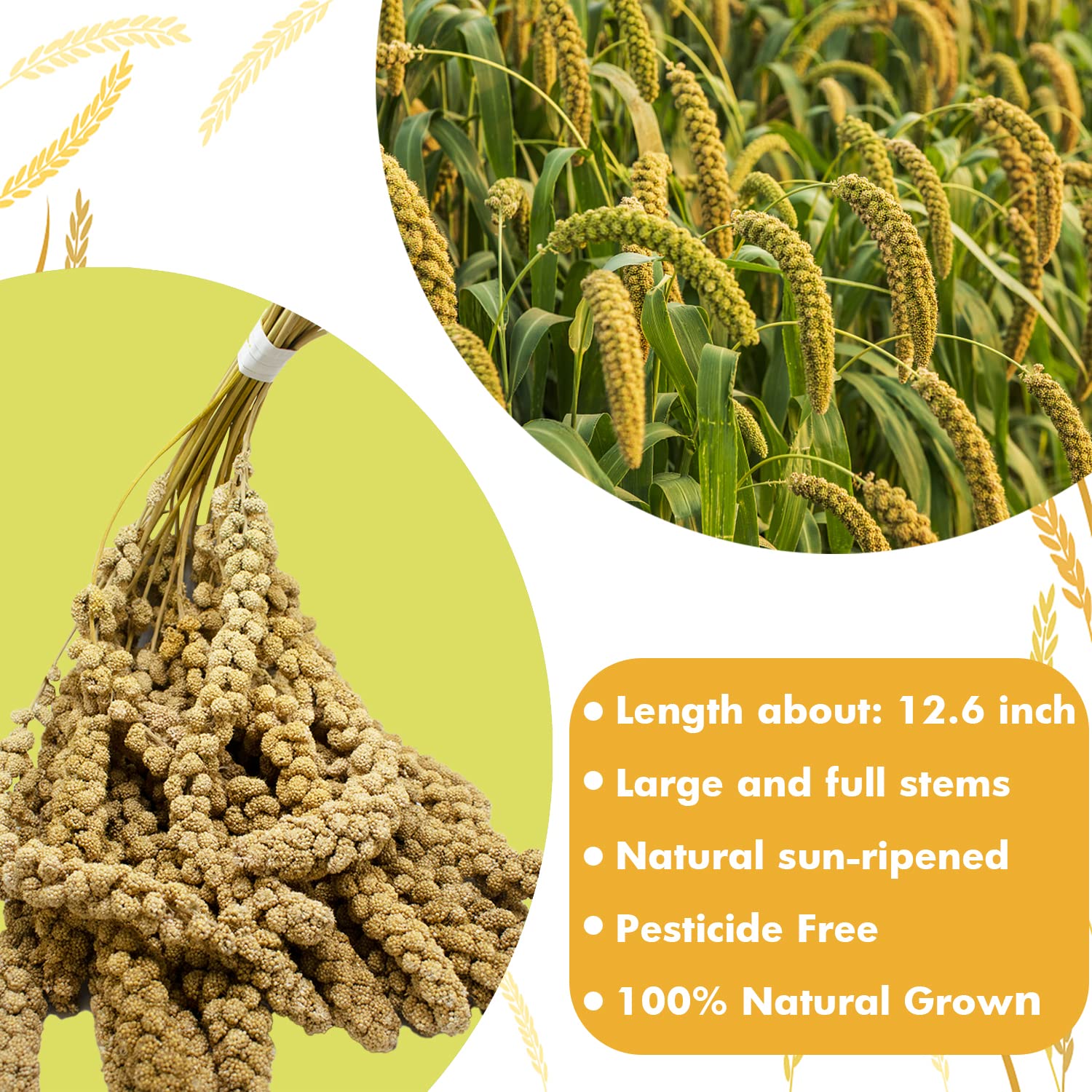 Jmxu's sun-dried millet 2lb highlights natural aroma and bird-friendly crunch.