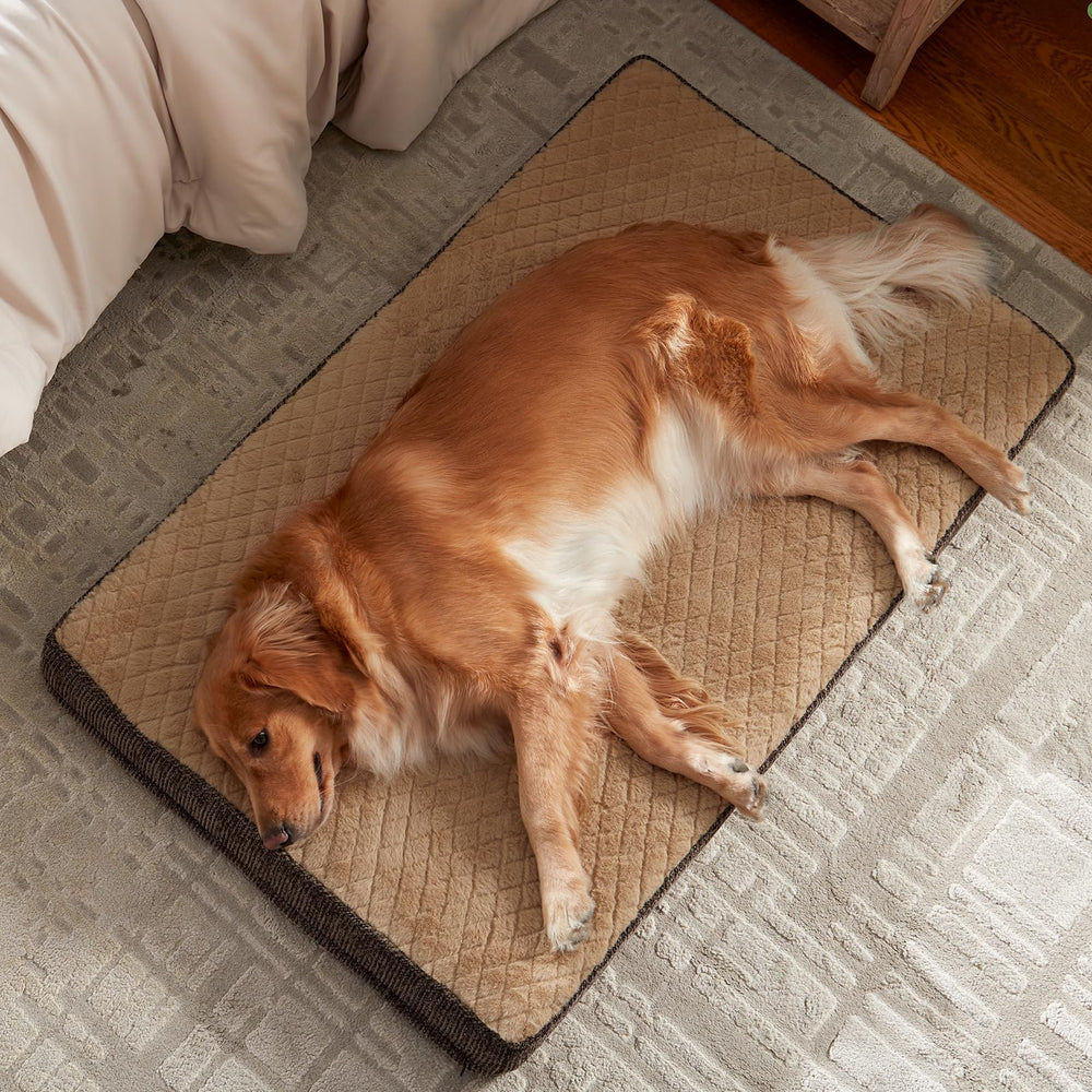 JOEJOY XL on crate floor with a calm dog resting.