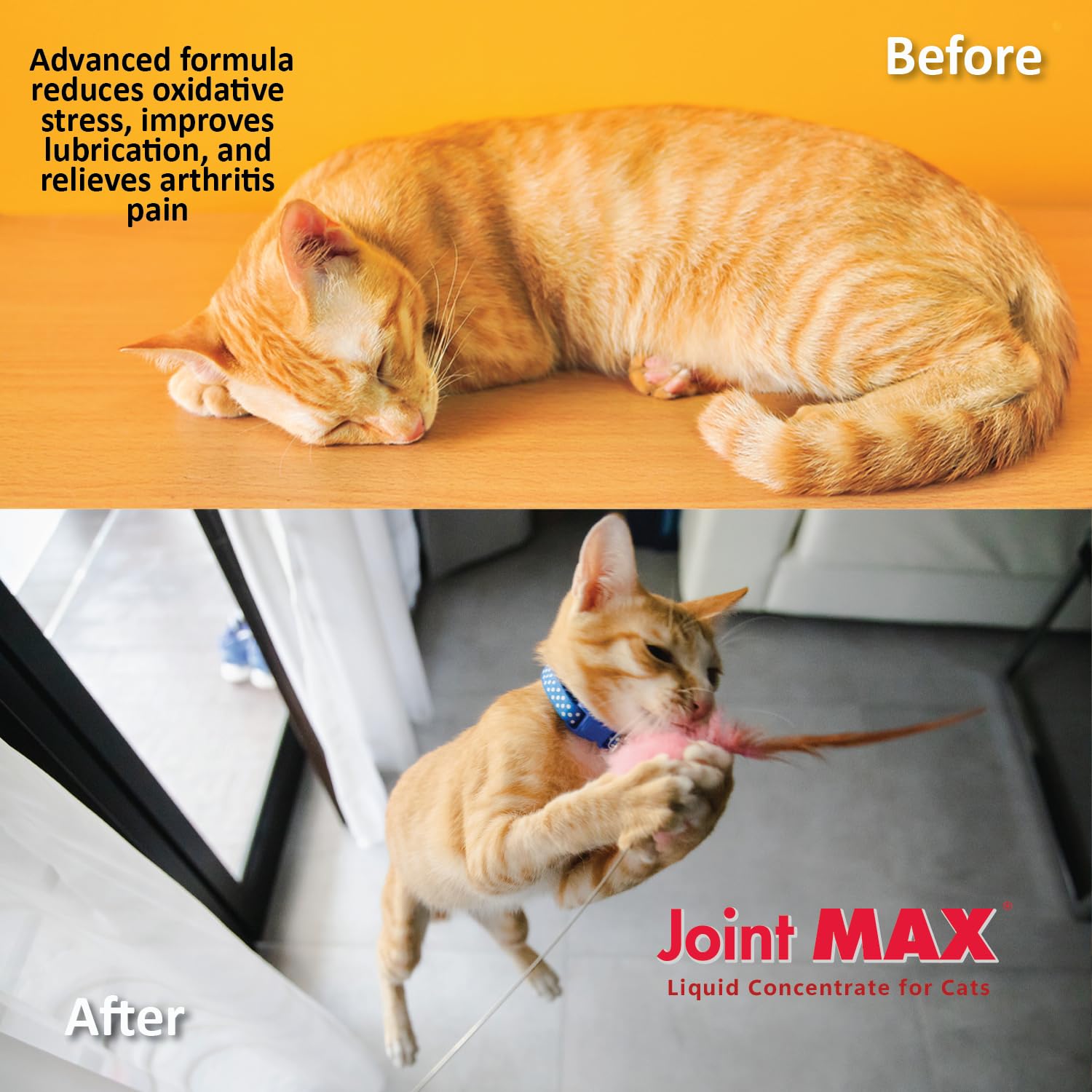 Joint Max Liquid for Cats cat enjoying improved mobility and comfort