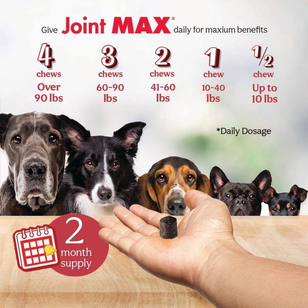 Joint Max TS active dog enjoying mobility after play.