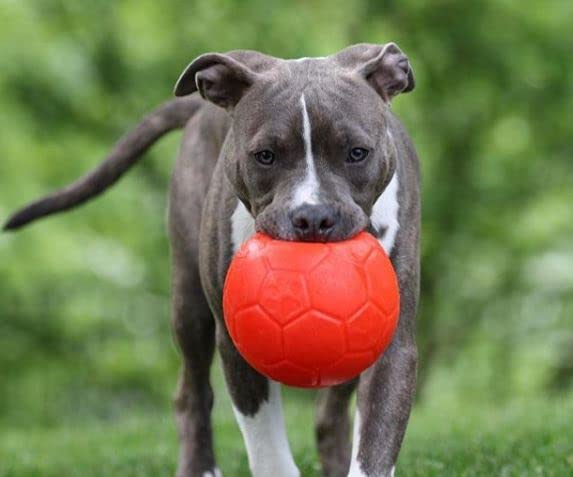 Jolly Pets bounce-and-chase toy promotes active play and exercise.