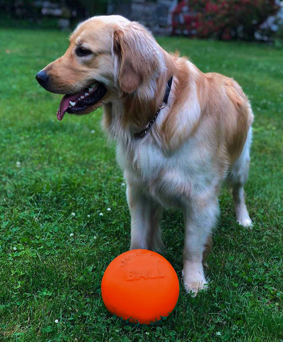 Jolly Pets Bounce-n-Play ball in action, ideal for kicking, chasing, and retrieval.