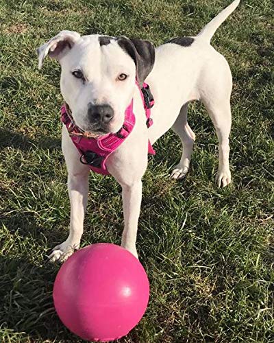 Jolly Pets Bounce-N-Play 8-inch pink ball, in action, floats for water retrieves.