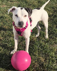 Jolly Pets Bounce-N-Play 8-inch pink ball, in action, floats for water retrieves.