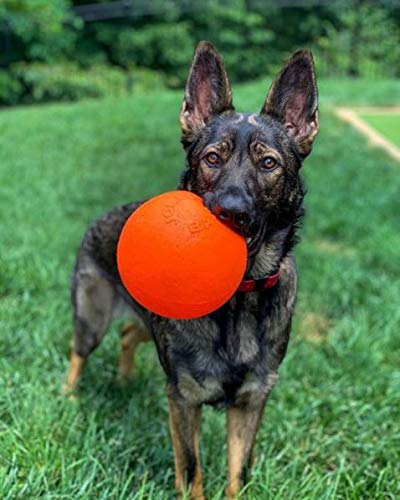 Jolly Pets Bounce-N-Play floating in water for fetch and splash.