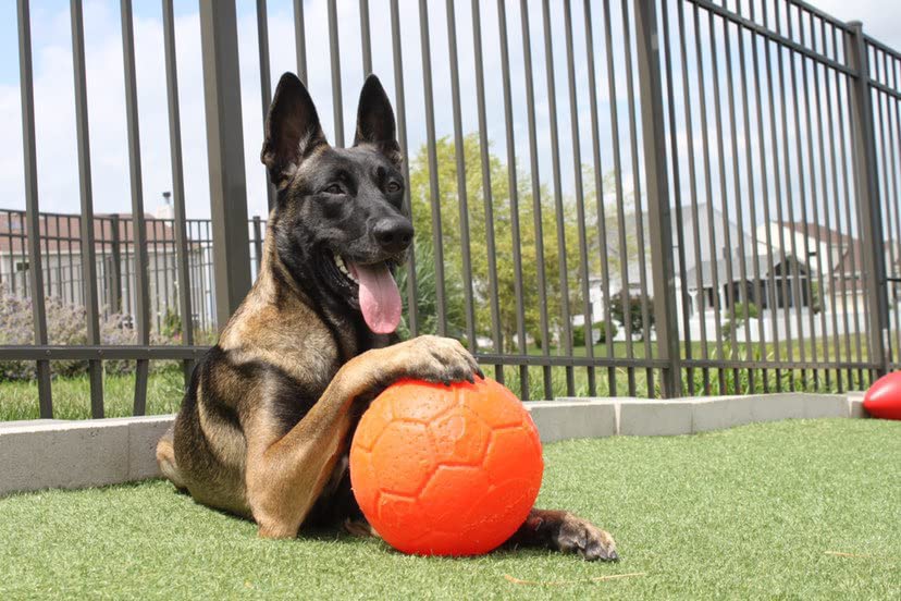 Jolly Pets puncture-resistant ball maintains shape against tough chewers.