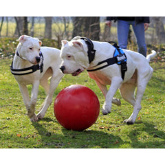 Jolly Pets Push-n-Play Ball Toy 14in red dog play, promotes safe chewing and exercise.